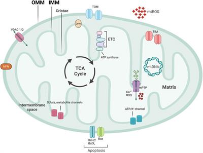 Mitochondrial quality control in health and cardiovascular diseases